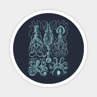 Ernst Haeckel Gamochonia Octopus Cerulean Magnet